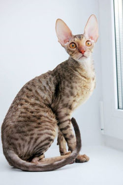 Facebook - ♂ Tiger Tulip Magic Rivendell - b 24 available