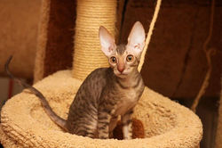 Facebook - ♂ Tiger Tulip Magic Rivendell - b 24 available