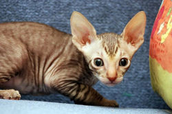 Facebook - Tiger Tulip Magic Rivendell
b 24
Available