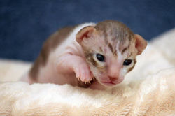 Facebook - Tiger Lily Magic Rivendell - available