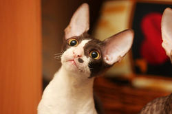 Facebook - ♂ Thranduil Magic Rivendell - b 03 available