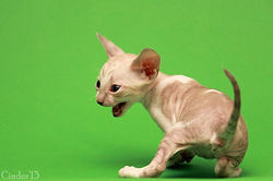 Facebook - 35 days.jpg