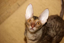 Facebook - ♂ Tiger Tulip Magic Rivendell - b 24 available