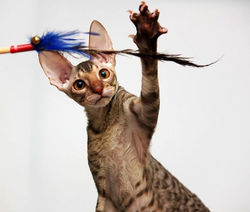 Facebook - ♂ Tiger Tulip Magic Rivendell - b 24 available