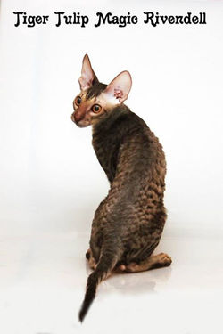 Facebook - ♂ Tiger Tulip Magic Rivendell - b 24 Reserve