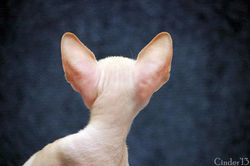 Facebook - 35 days.jpg