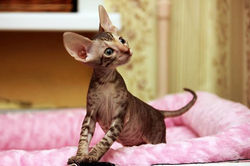 Facebook - ♂ Tiger Tulip Magic Rivendell - b 24 available