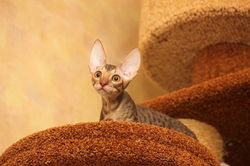 Facebook - ♂ Tiger Tulip Magic Rivendell - b 24 available