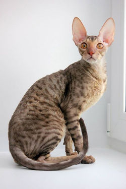 Facebook - ♂ Tiger Tulip Magic Rivendell - b 24 available