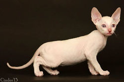 Facebook - Quoody Magic Rivendell