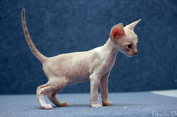 Facebook - Female.jpg