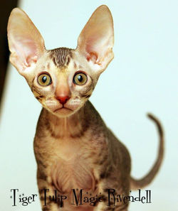 Facebook - ♂ Tiger Tulip Magic Rivendell - b 24 available