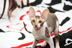 Facebook - ♀ Tiger Lily Magic Rivendell - b 24 03 available