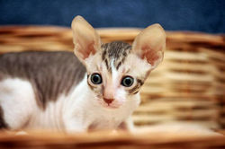 Facebook - Tiger Lily Magic Rivendell
b 24 03
Available