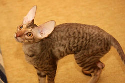 Facebook - ♂ Tiger Tulip Magic Rivendell - b 24 available