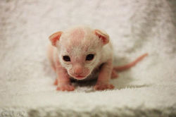 Facebook - Male 14 days)