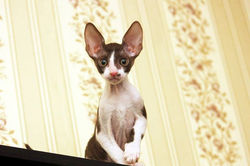 Facebook - ♂ Thranduil Magic Rivendell - b 03 available