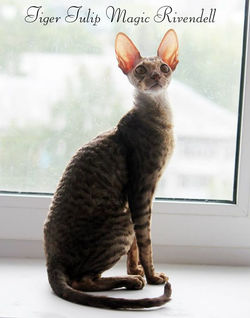 Facebook - ♂ Tiger Tulip Magic Rivendell - b 24 Reserve