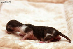 Facebook - Second boy - b 03
Lightnind on paw)