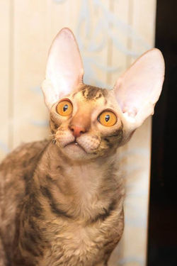 Facebook - ♂ Tiger Tulip Magic Rivendell - b 24 available