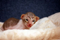 Facebook - Tiger Lily Magic Rivendell - available