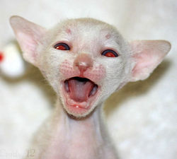 Facebook - Male 
c 03 33