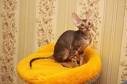 Facebook - ♂ Tiger Tulip Magic Rivendell - b 24 available