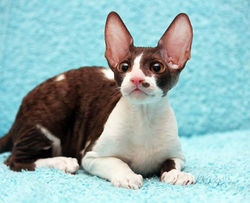 Facebook - ♂ Thranduil Magic Rivendell - b 03 available