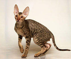 Facebook - ♂ Tiger Tulip Magic Rivendell - b 24 available