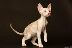 Facebook - Quendy Magic Rivendell