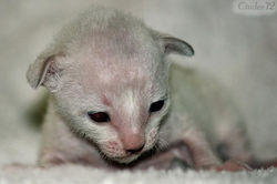 Facebook - 10 days female.jpg