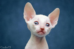 Facebook - 35 days.jpg