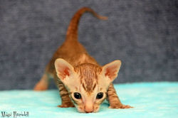 Facebook - Tiger Tulip Magic Rivendell
b 24
Boy
Available