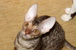 Facebook - ♂ Tiger Tulip Magic Rivendell - b 24 available