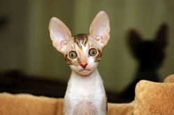 Facebook - ♀ Tiger Lily Magic Rivendell - b 24 03 available