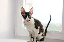 Facebook - ♂ Thranduil Magic Rivendell - b 03 available