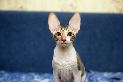 Facebook - ♀ Tiger Lily Magic Rivendell - b 24 03 available