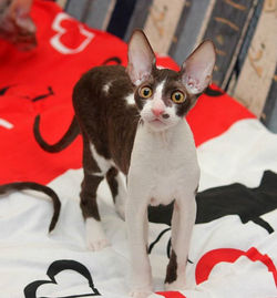 Facebook - ♂ Thranduil Magic Rivendell - b 03 available