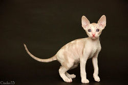 Facebook - Quendy Magic Rivendell