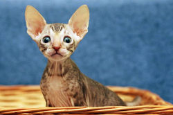 Facebook - Tiger Tulip Magic Rivendell
b 24
Available