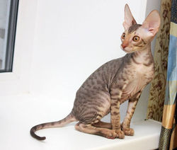 Facebook - ♂ Tiger Tulip Magic Rivendell - b 24 available