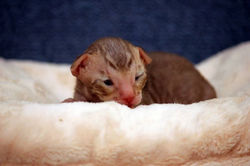 Facebook - Boy 1 - available