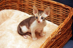 Facebook - Tiger Lily Magic Rivendell
b 24 03
Available