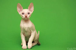 Facebook - Quoody Magic Rivendell