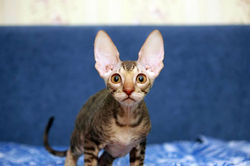 Facebook - ♂ Tiger Tulip Magic Rivendell - b 24 available