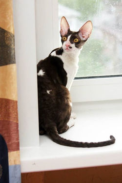 Facebook - ♂ Thranduil Magic Rivendell - b 03 available