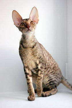 Facebook - ♂ Tiger Tulip Magic Rivendell - b 24 available