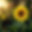 cesar_thor_a_macro_ultrarealistic_picture_of_a_sunflower_symbol_2.png