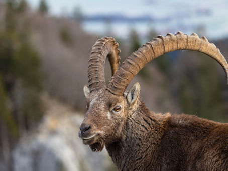 Steinbock Safari im Schweizer Jura