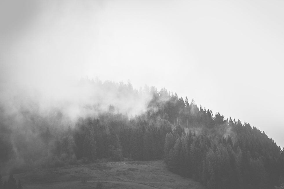 Misty%20Forest_edited.jpg